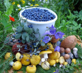 Предприятие по заготовке фруктов, овощей, грибов, орехов